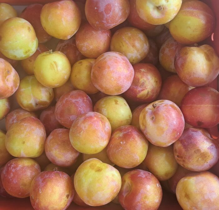 Cyprus Plums